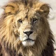 Isteam4A's profile picture. 