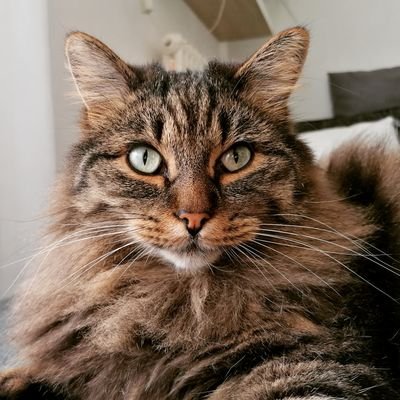 Hi🐈
My name is Stinker
6years old😊🐱
from southtirol☺️
siberiancat😊