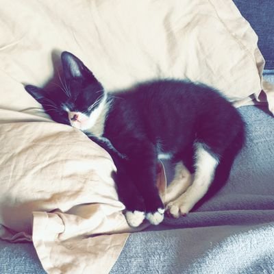 KhalsiMarouan's profile picture. 