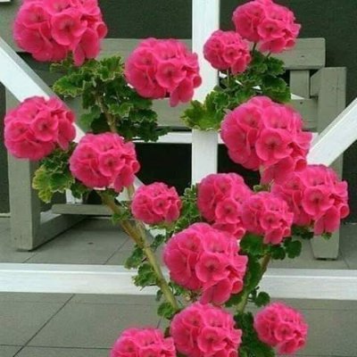 younis76977002's profile picture. Hello my friends how are you I wish your happy and peaceful life.