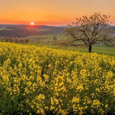 _Nawal_S's profile picture. ﴿كَلا إنَّ معيَ رَبِي سَيَهْدي﴾