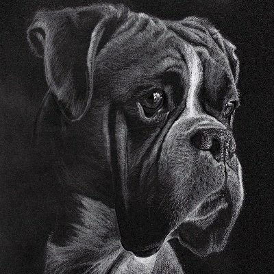 Pet portrait artist specialising in using white pencil on black paper. Commissions available, all artwork framed and delivered anywhere in the world!