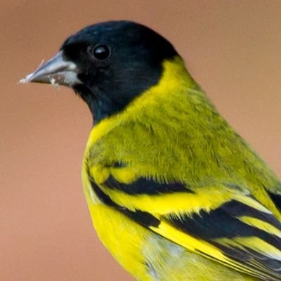 Peedgey's profile picture. 