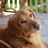 Queridos peludos (@perrosymas) 's Twitter Profile