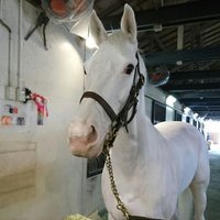 ぶちこ ブチコ (Buchiko) | 競走馬データ - netkeiba