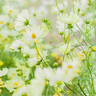 ネットビジネス🌼在宅ワーク🍀副業🌻海外在住🌺権利収入🌸初心者大歓迎🌿
詳しく知りたい方は
LINE satomi470