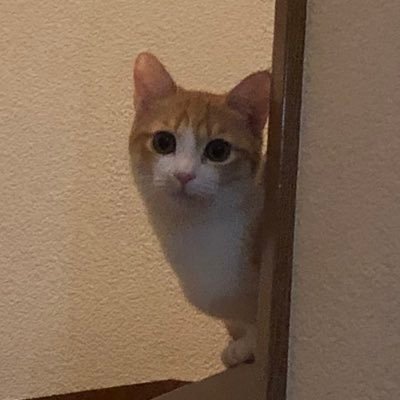 sakuran770's profile picture. 