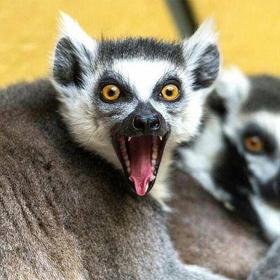 lemur0131 Profile Picture