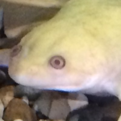 Longtime commentary lurker. Random youtube drama thoughts, posts about animals and sometimes memes. I don’t eat worms. Promise.