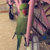 حَلومم 🦩. (@hloomz_) 's Twitter Profile