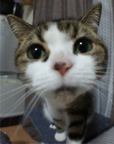 ねこ。ギター。アニメ。カメラも好き。