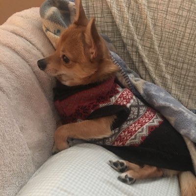 CDenamzug's profile picture. 