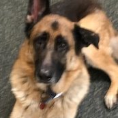 Joanie@jerrydog (@joaniervluv) 's Twitter Profile