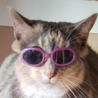 fuzzy (@pkfuzzy) 's Twitter Profile