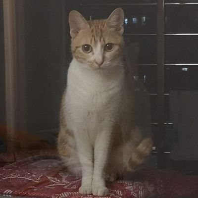 TsyNgiau's profile picture. あたしは世の中で一番可愛いニャンコだよ😋