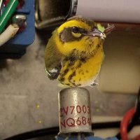 GE Goldfinch(@wmjohnson1) 's Twitter Profile Photo