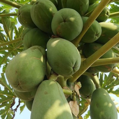 wenwen62744425's profile picture. 