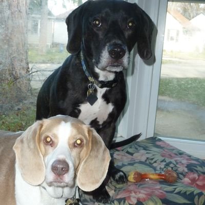 Sterling the Black Lab, older brother Silver the blue beagle 🌈 4/2/2022.  Sterling is WildThang. Dover the beagle joined the family 3/13/2022.