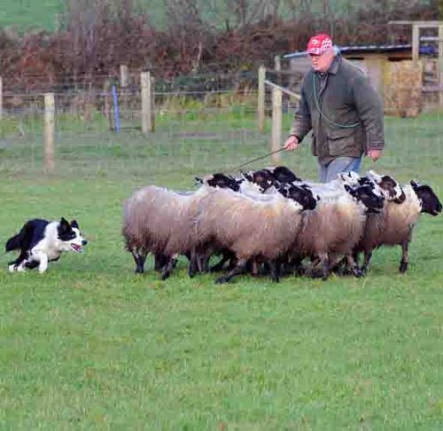 After training my own Border Collies for over 30 years, I now run sheepdog training classes for Novice handlers and their dogs up to trialling level.