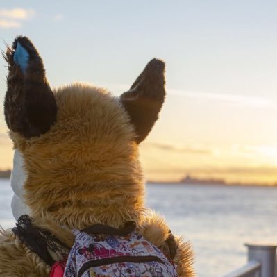Freyashibe's profile picture. Super adorable shiba/doe💕Female murrsuiter💕Kinky cutie💕Hikinks is bae 💕18+ ONLY💕Lvl: 32💕Forever your shibe💕sister to @ADogdownunder
