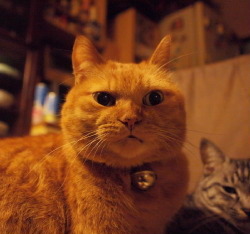 komakoh's profile picture. 寄り道するのがすき。気持ちはいつも旅の途中。いつか落ち着いたら猫のように縁側でひなたぼっこして暮らしたい。映画は映画館で観る。本はリアル書店で買う。多肉植物（サボテン、エケベリア、アドロミスクス等）を育てています。🏳️‍🌈🏳️‍⚧️トランスジェンダー差別に反対します