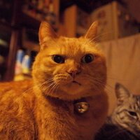komako (@komakoh) 's Twitter Profile Photo