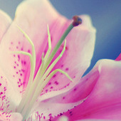 razan036's profile picture. 