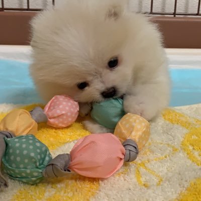 ট ইট র ポメラニアン テオ テオくんもふもふ イッヌ 可愛い犬 可愛いは正義 可愛いと思ったらいいね 可愛いすぎ警報 ポメラニアン もふもふ 天使 赤ちゃんのいる生活 赤ちゃんと一緒 赤ちゃん 動物好きな人と繋がりたい 犬好きな人と繋がりたい