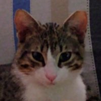 El Amor (@antepaster) 's Twitter Profile