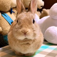 ポムポム (@pom_pom84) 's Twitter Profile