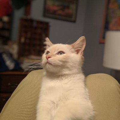 Chill guy who likes cats. Twitch affiliate. I stream destiny sometimes.
https://t.co/Y2aoJ7GN5C