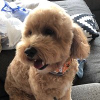 Tess the BartlesDog (@bartlesdog) 's Twitter Profile