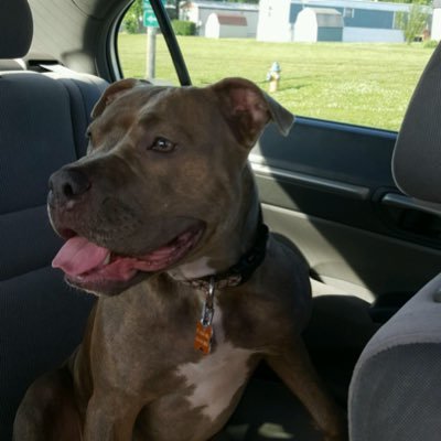 TJ10211657's profile picture. Dog lover cancer survivor