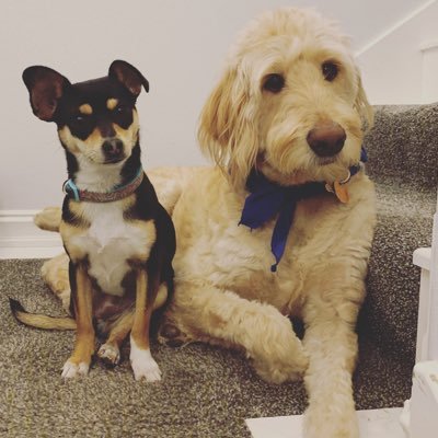 MdotBopp's profile picture. Thunder/Islanders/Yankees/Niners                                          New York 🗽 to Oklahoma 🌪⚡️.