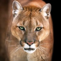 RanchoFootball (@ranchofootball) 's Twitter Profile Photo RanchoFootball (@ranchofootball) 's Twitter Profile Photo