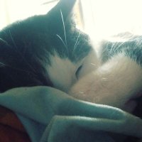 Tess Cors 🌷🐿️ (@tesscors) 's Twitter Profile