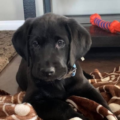 ReddawgCAN's profile picture. 40yr old Caucasian. Construction guru. if you can picture it, I can build it. Love all beautiful things. peace and serenity.