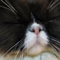 沢田茂樹 (@peesawa) Twitter profile photo