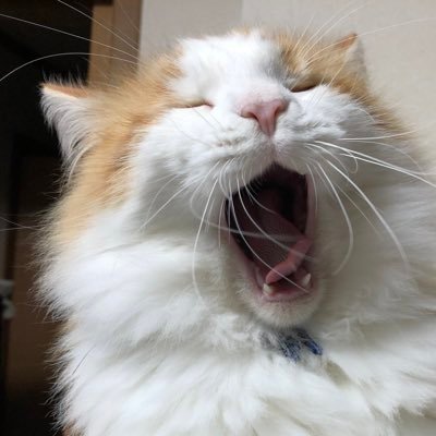 おいたんさんのプロフィール画像