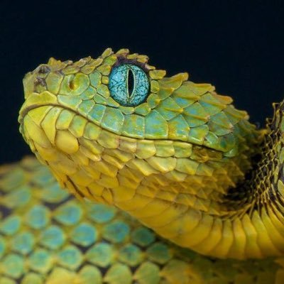 熱帯魚始めて7年、現在社会人2年目。最近はコリドラスにハマってます。素人ではありますが頑張っていこうと思いますので皆様宜しくお願いします!爬虫類好きの人ともどんどん繋がっていきたいです!無言フォローが多いと思います。がそんなに気にせずにスルーしてください😅