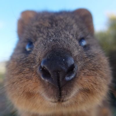 affenmensch6's profile picture. 