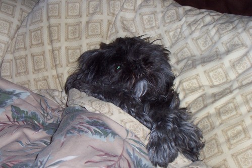 dutchstar93's profile picture. 