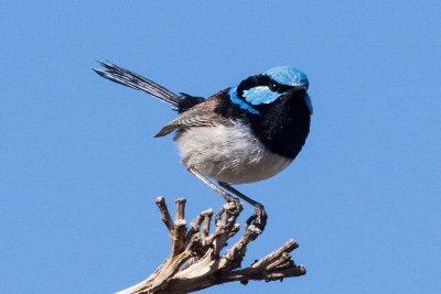 Australian adult human female conservationist. Peak transed 2019.