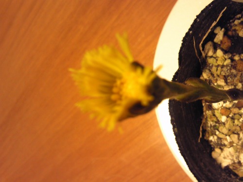 trtoshi's profile picture. 心地よい住み方って(都市・自然)景観と交通網、そして都市計画。旅で訪れた先にもあると嬉しい。雑草はびこる高速道路は悲しい。電柱は景観を台無しにする。
農産物生産にはＧＡＰ。食品加工にはＩＳＯ。製造にはＧＭＰ。どれも持続的経営。支えるのはNotes/Dominoでありたい。