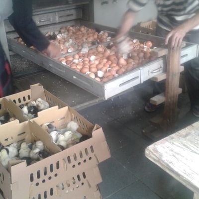 peternakan ayam kampung Cirebon