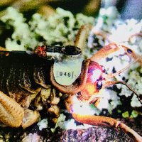 bionic natures (@bionicnatures) 's Twitter Profile