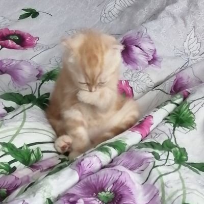 2CDIGudlgTTHNKM's profile picture. я ,по словам всех, Богиня мира и чутка жена чимина ши, все сосатб