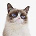 CatFriend (@starlingspotter) Twitter profile photo CatFriend (@starlingspotter) Twitter profile photo