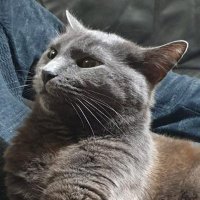 Sam | SoulSignal (@soultwitchtv) 's Twitter Profile