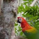 Randall Ortega - @CostaRicaBirder - Twitter